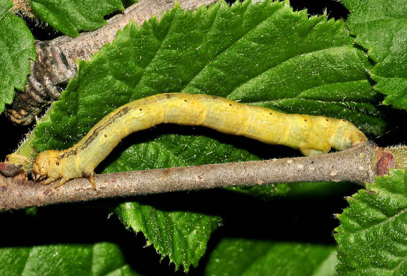 Bruco di Geometridae da det. - Agriopis cfr. aurantiaria